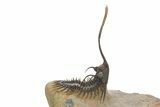 Trident Walliserops Trilobite - Exceptional Preparation #320855-1